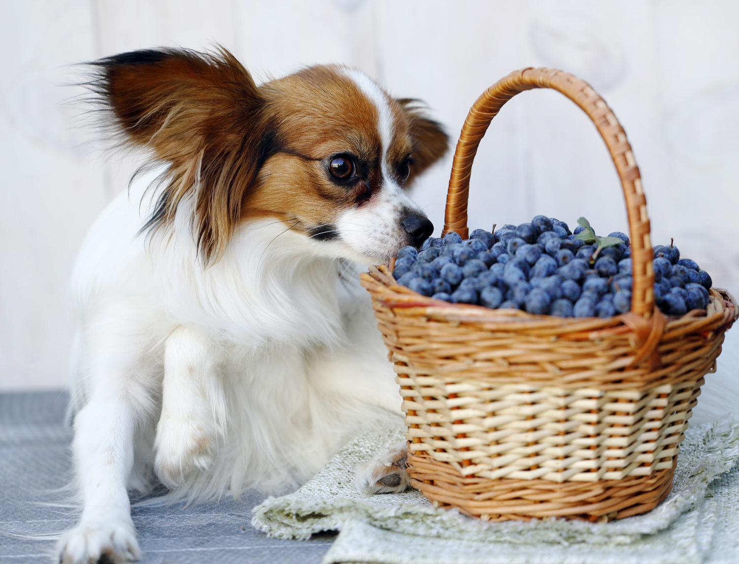 Identifying the Symptoms and Triggers for Food Allergies in Pets