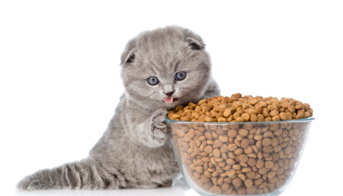 Top Diet Tips for Treating Cats with Diabetes Mellitus