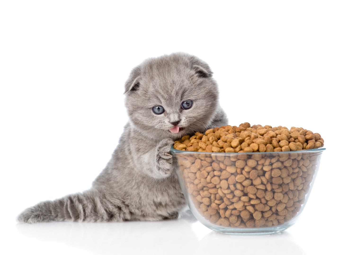 Top Diet Tips for Treating Cats with Diabetes Mellitus